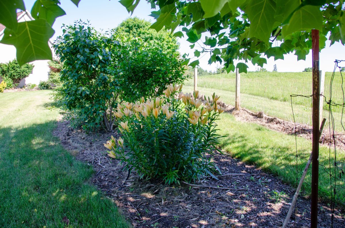 Лилия Сэлмон Классик ЛА-гибрид - фото 3