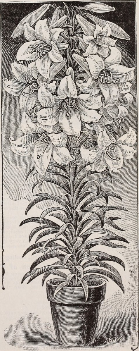 Лилия Скарлет Делайт видовая