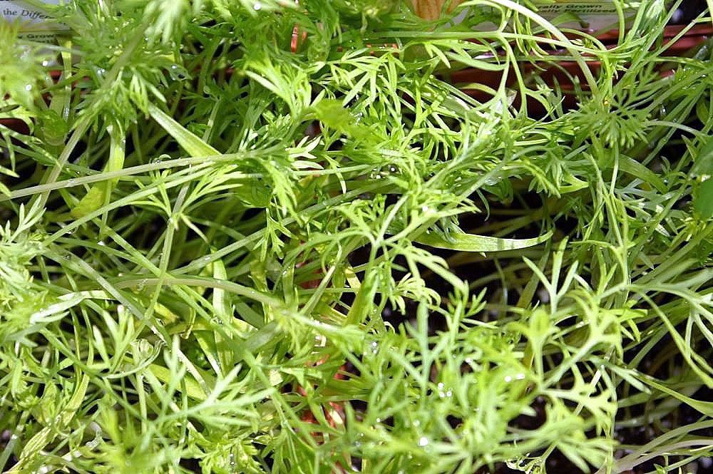 Укроп Победитель - фото 5