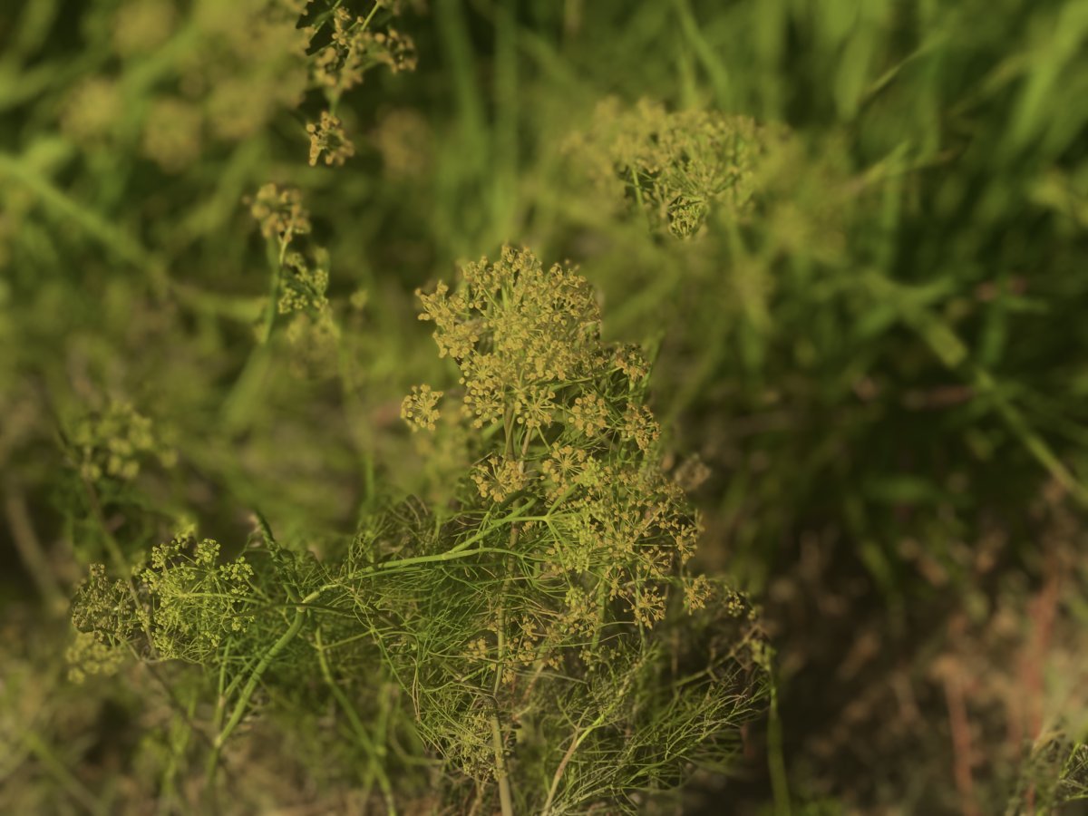 Укроп Победитель - фото 2