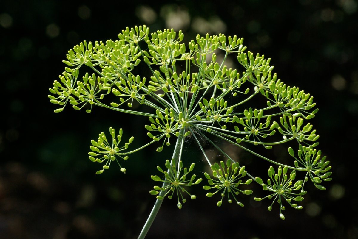 Укроп Победитель - фото 3