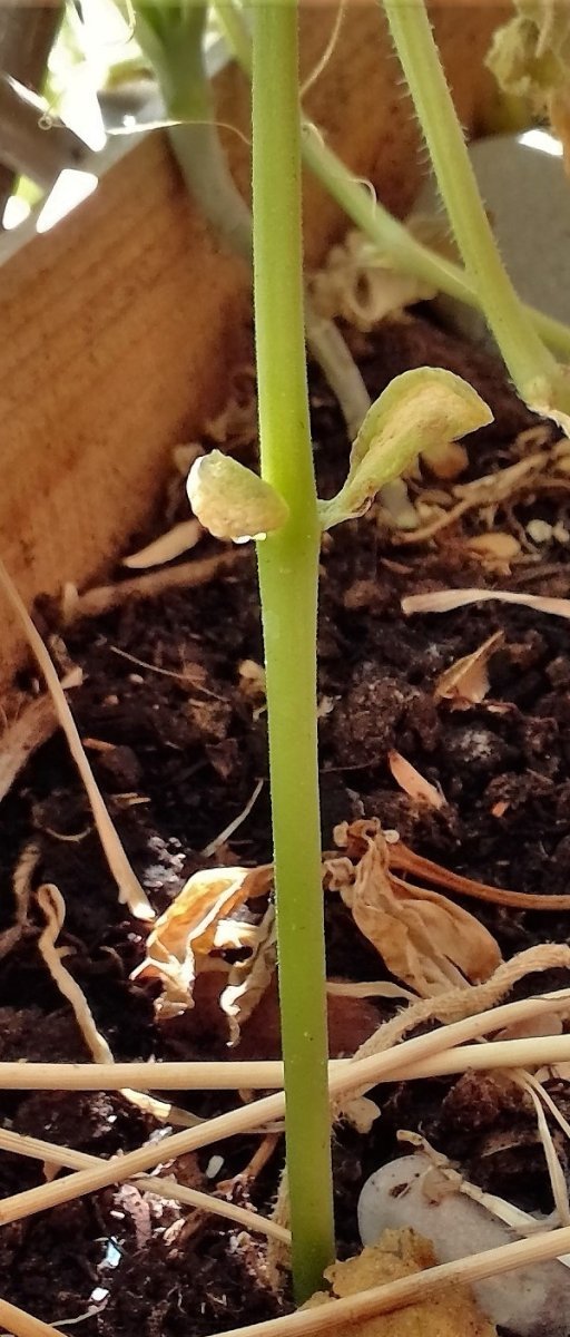 Фасоль овощная Снежная королева - фото 5