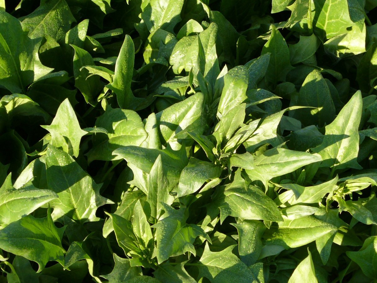 Шпинат Крепыш - фото 3