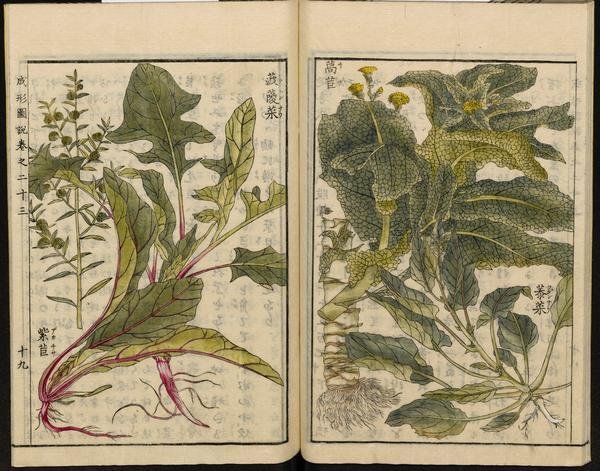 Шпинат Крепыш