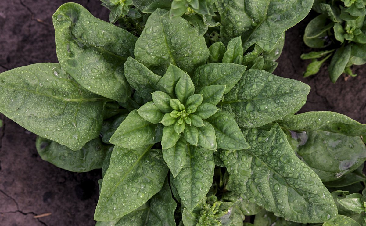 Шпинат Крепыш - фото 2