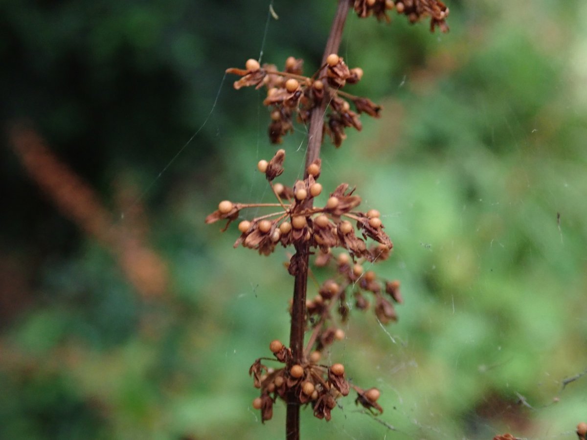 Щавель Красные узоры - фото 2