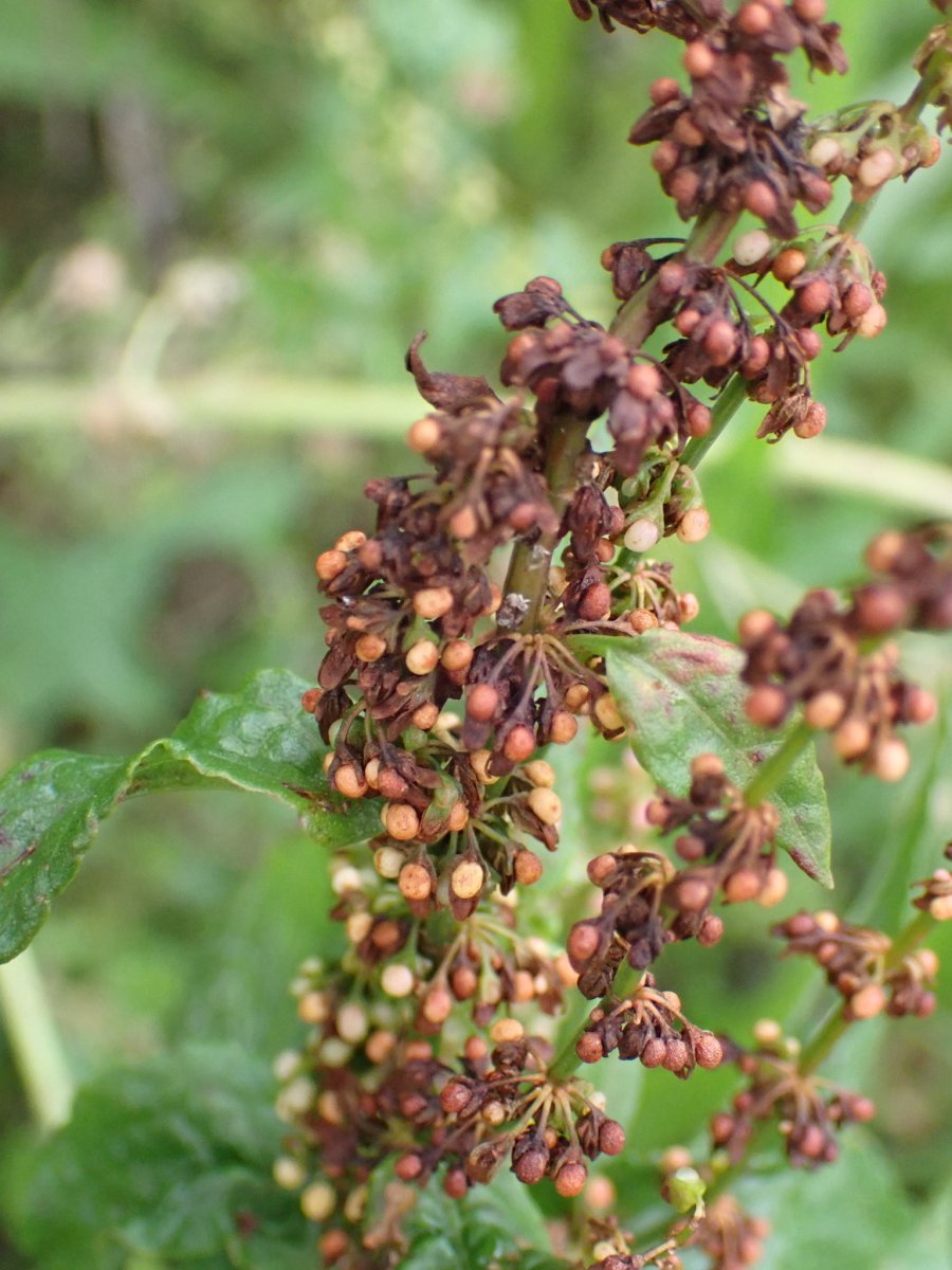 Щавель Красные узоры