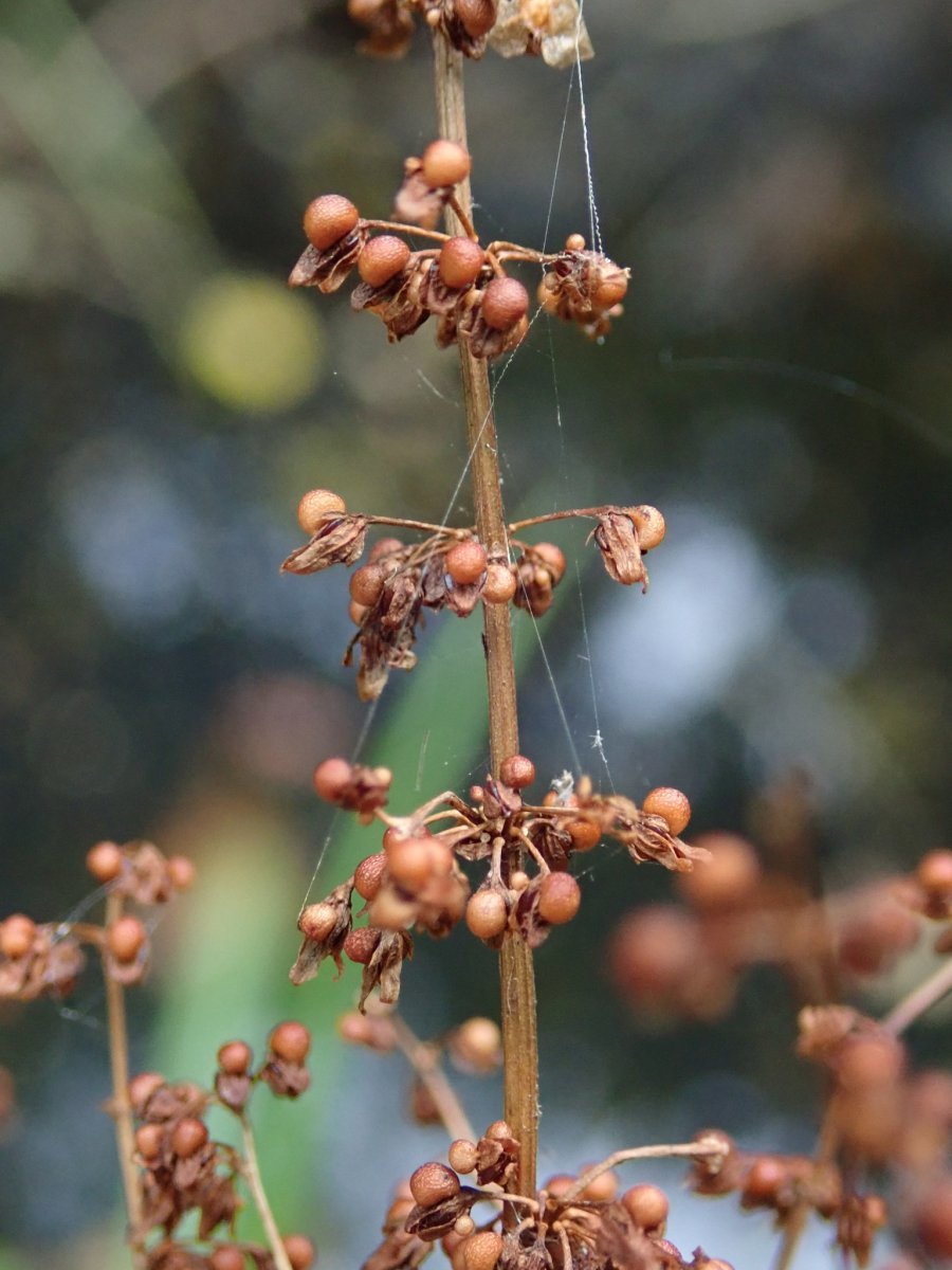 Щавель Красные узоры - фото 3