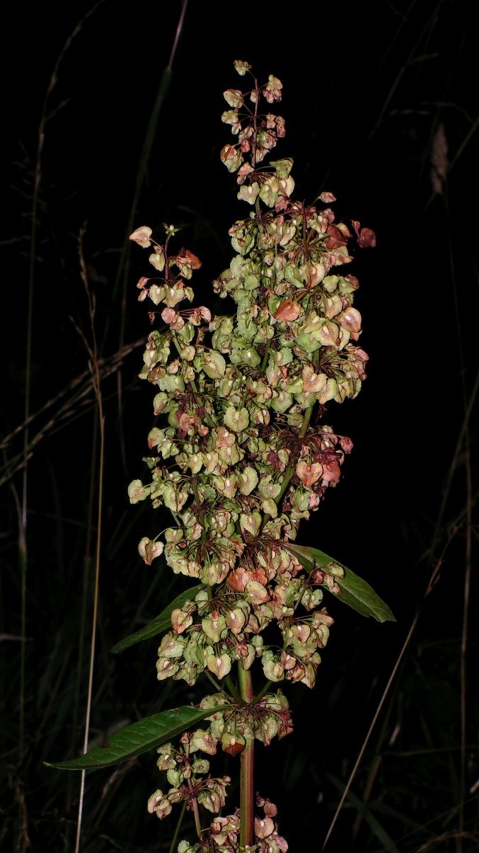 Щавель Крупнолистный - фото 4