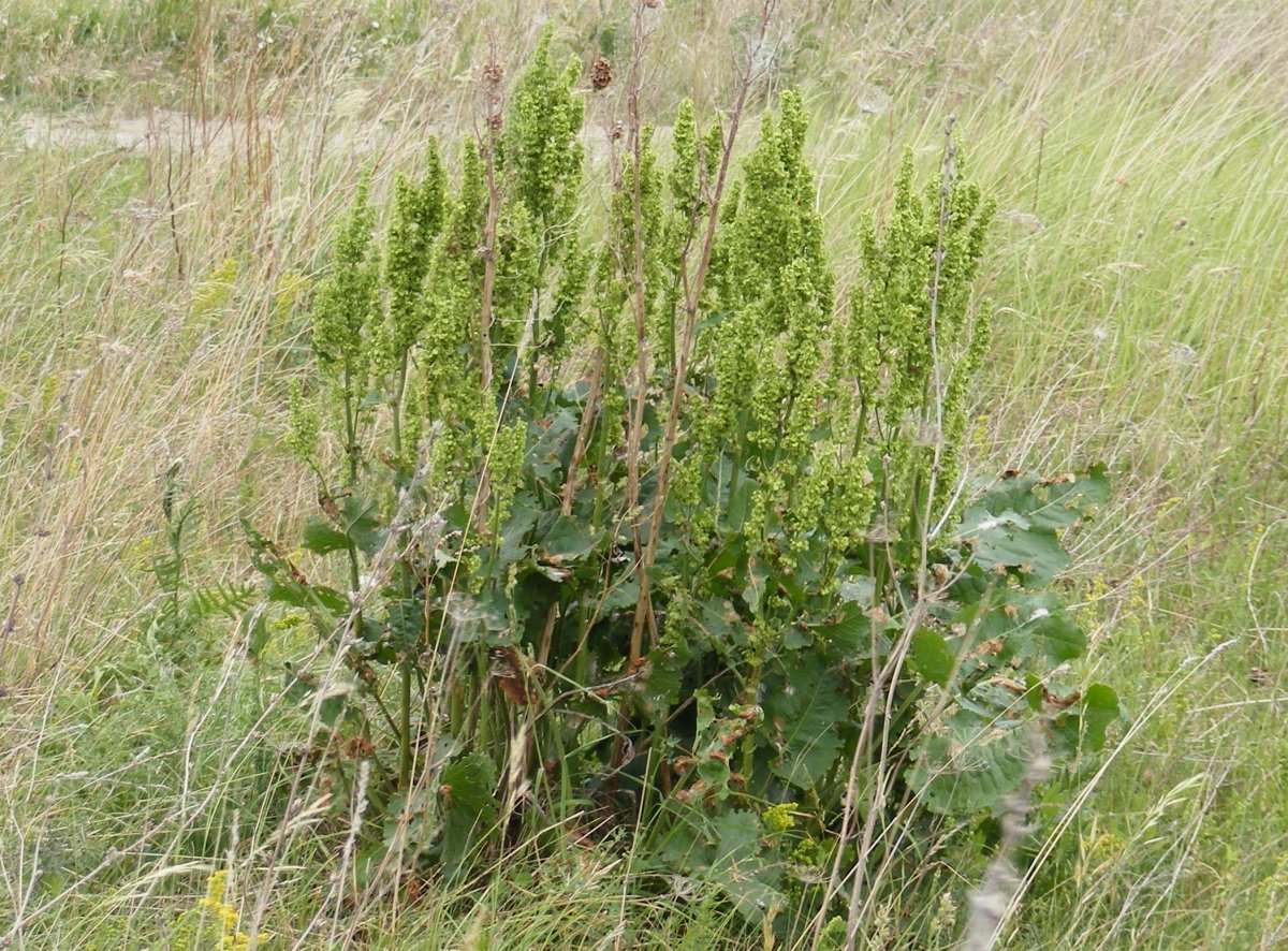 Щавель Крупнолистный - фото 2