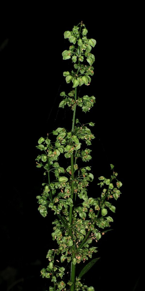 Щавель Крупнолистный - фото 3