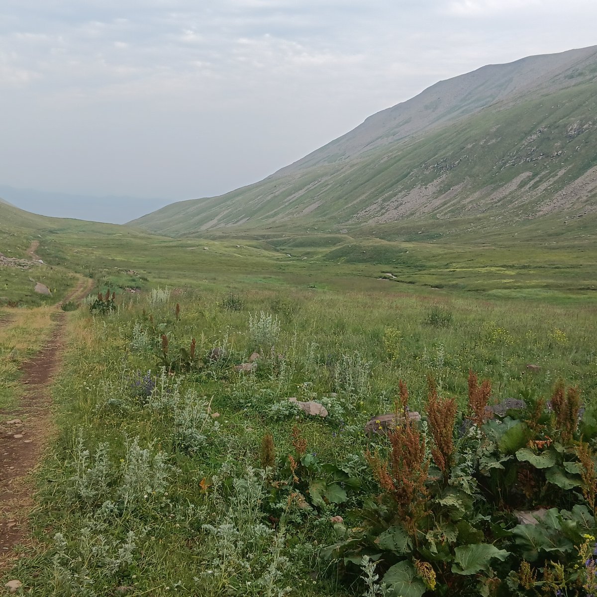 Щавель Крупнолистный