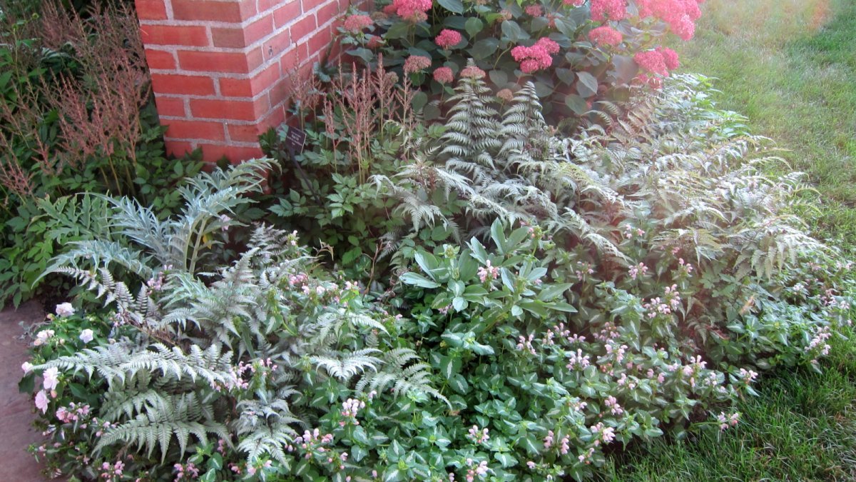 Астильба гибридная Пинк - фото 7