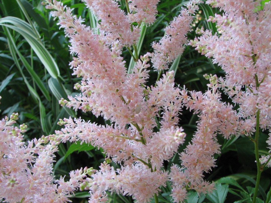 Астильба гибридная Пинк - фото 8