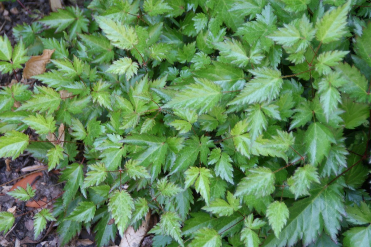 Астильба гибридная Пинк - фото 4