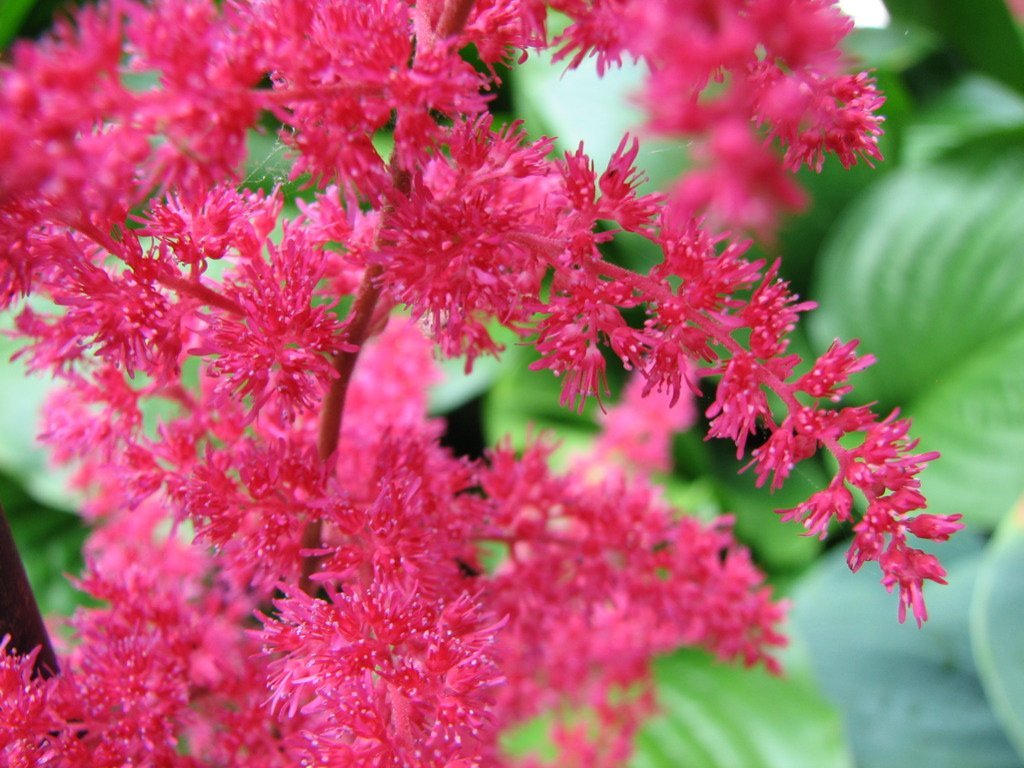 Астильба гибридная Пинк - фото 10