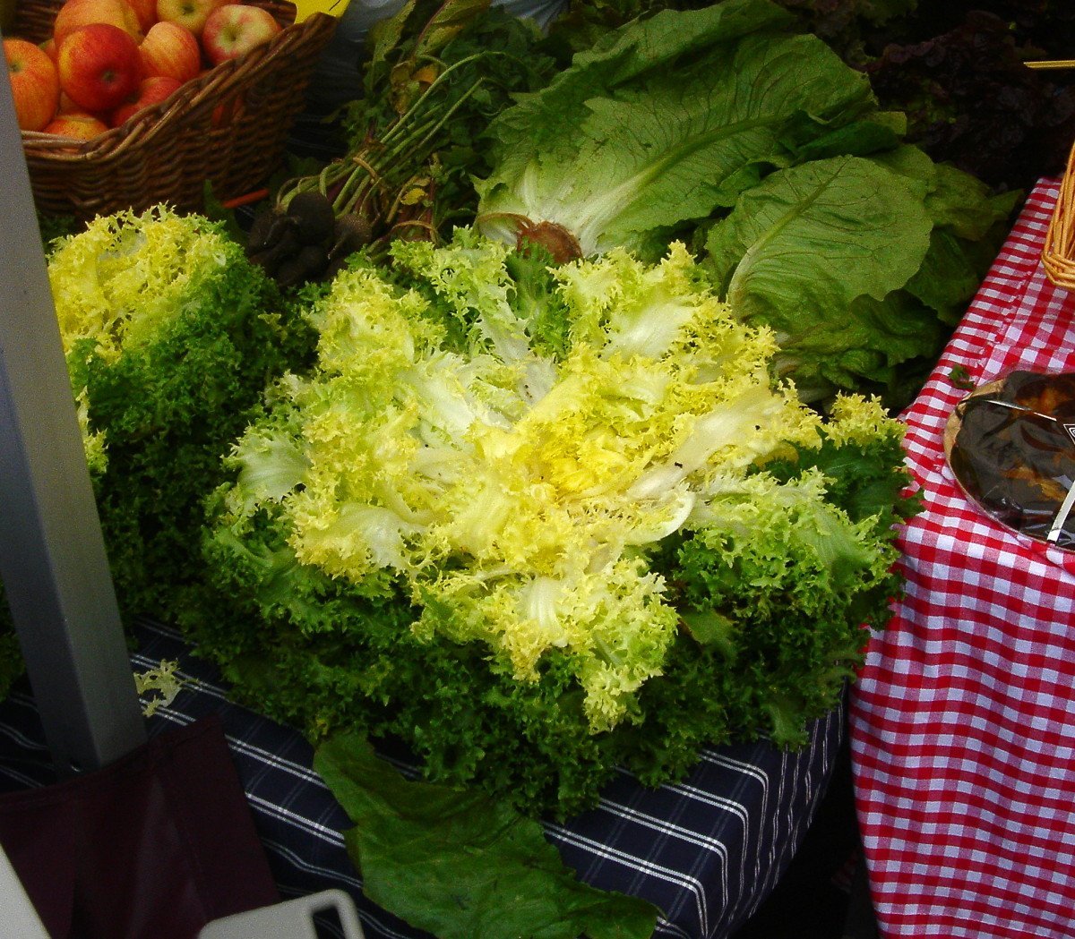 Эндивий Весенний - фото 2