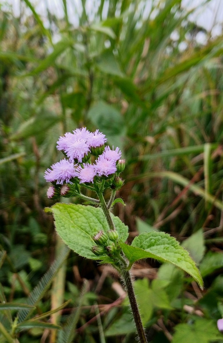 Агератум Белый шар - фото 2