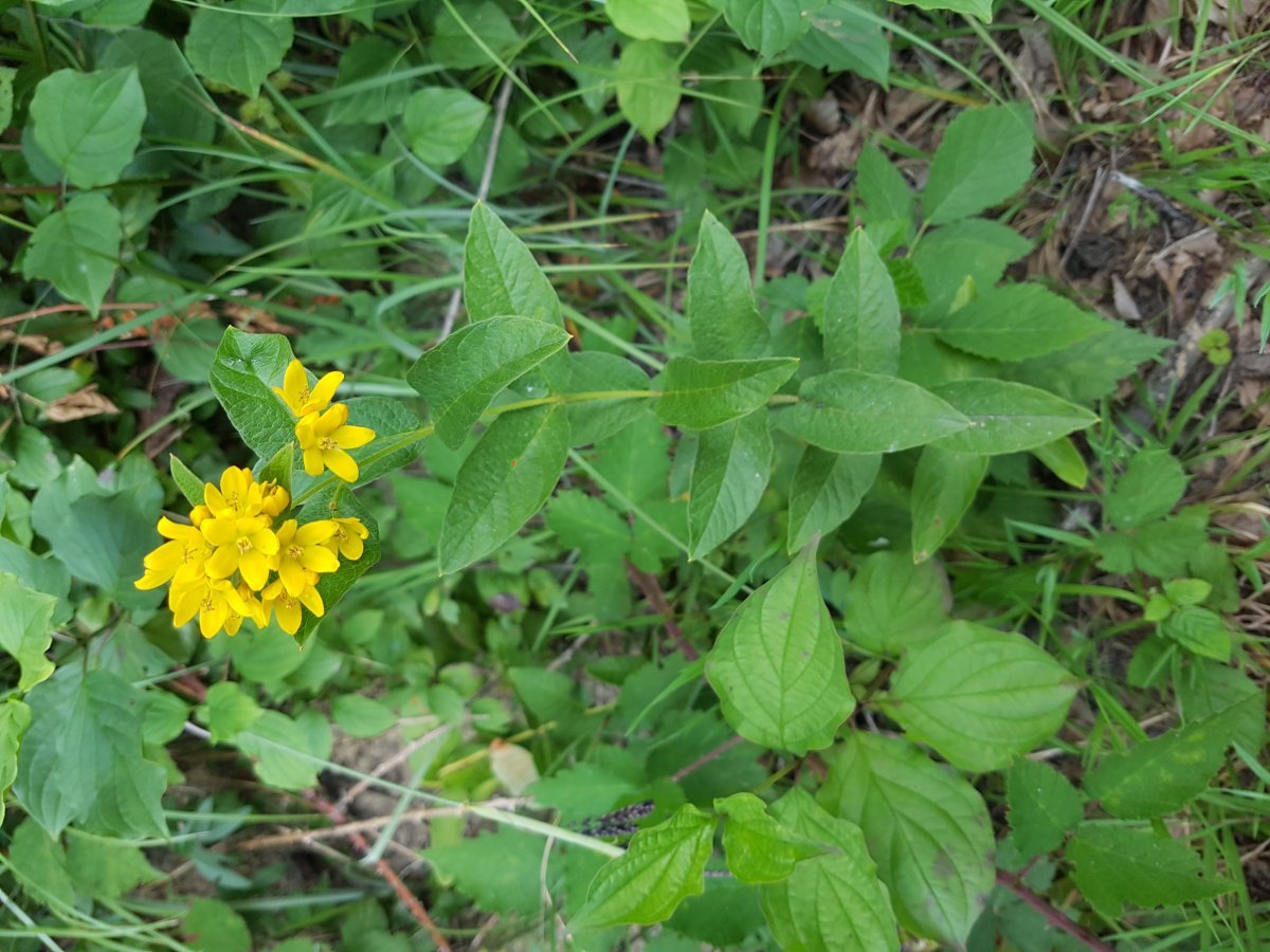 Вербейник обыкновенный - фото 6