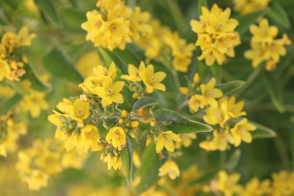 Вербейник обыкновенный - фото 3