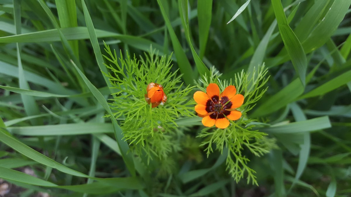 Адонис летний Красный