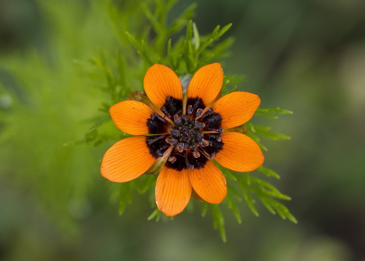 Адонис летний Красный - фото 4