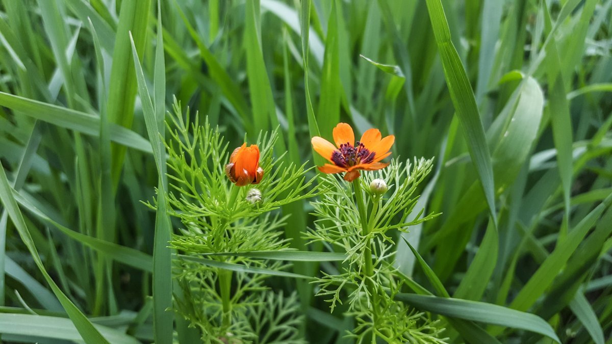 Адонис летний Красный - фото 3
