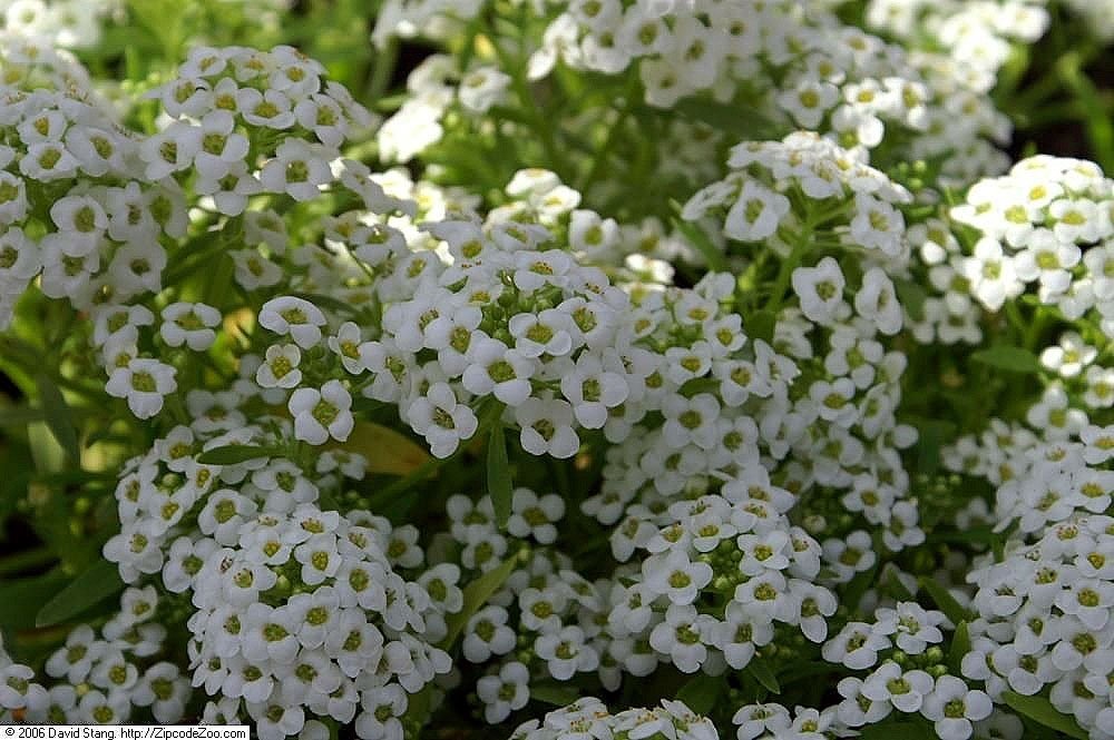 Алиссум Снежный ковер - фото 2