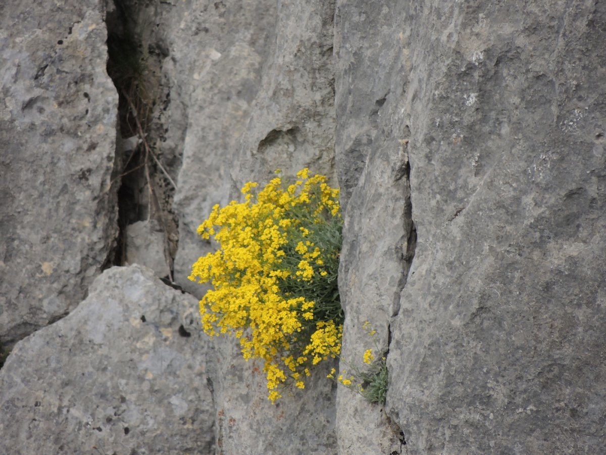 Алиссум скальный Золотая россыпь - фото 5