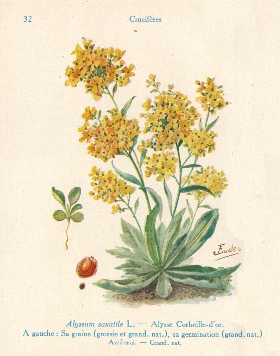 Алиссум скальный Золотая россыпь