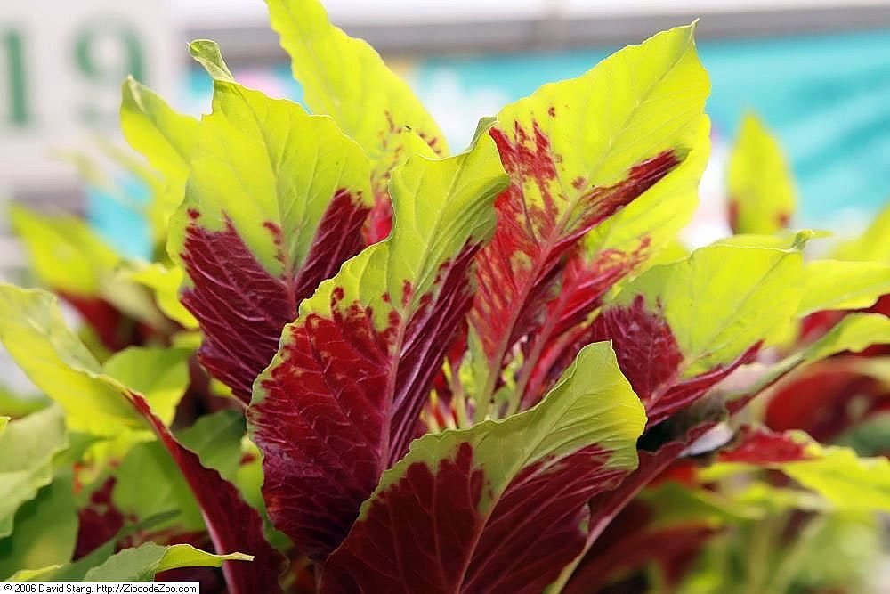 Амарант трехцветный Бразильский карнавал - фото 4