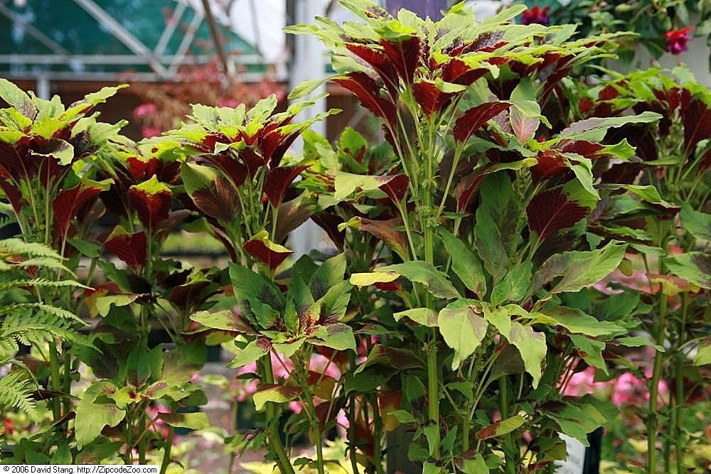 Амарант трехцветный Бразильский карнавал - фото 5