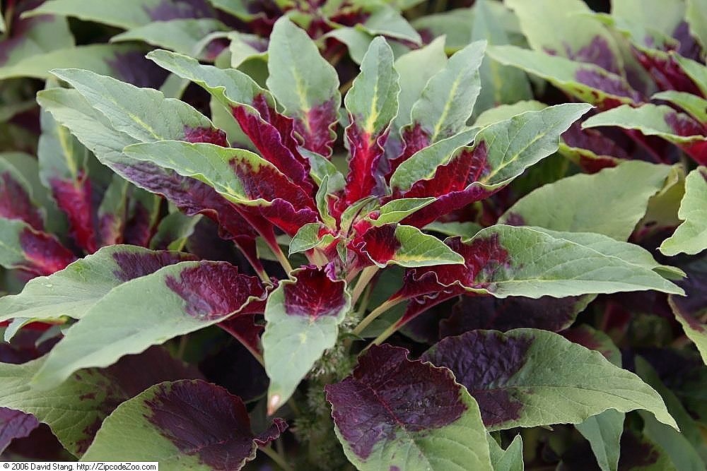 Амарант трехцветный Бразильский карнавал - фото 6