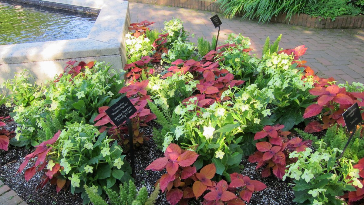 Аспарагус Мейери