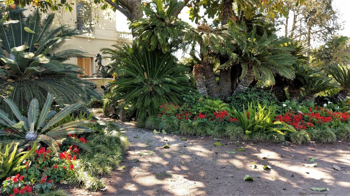 Аспарагус Мейери - фото 2