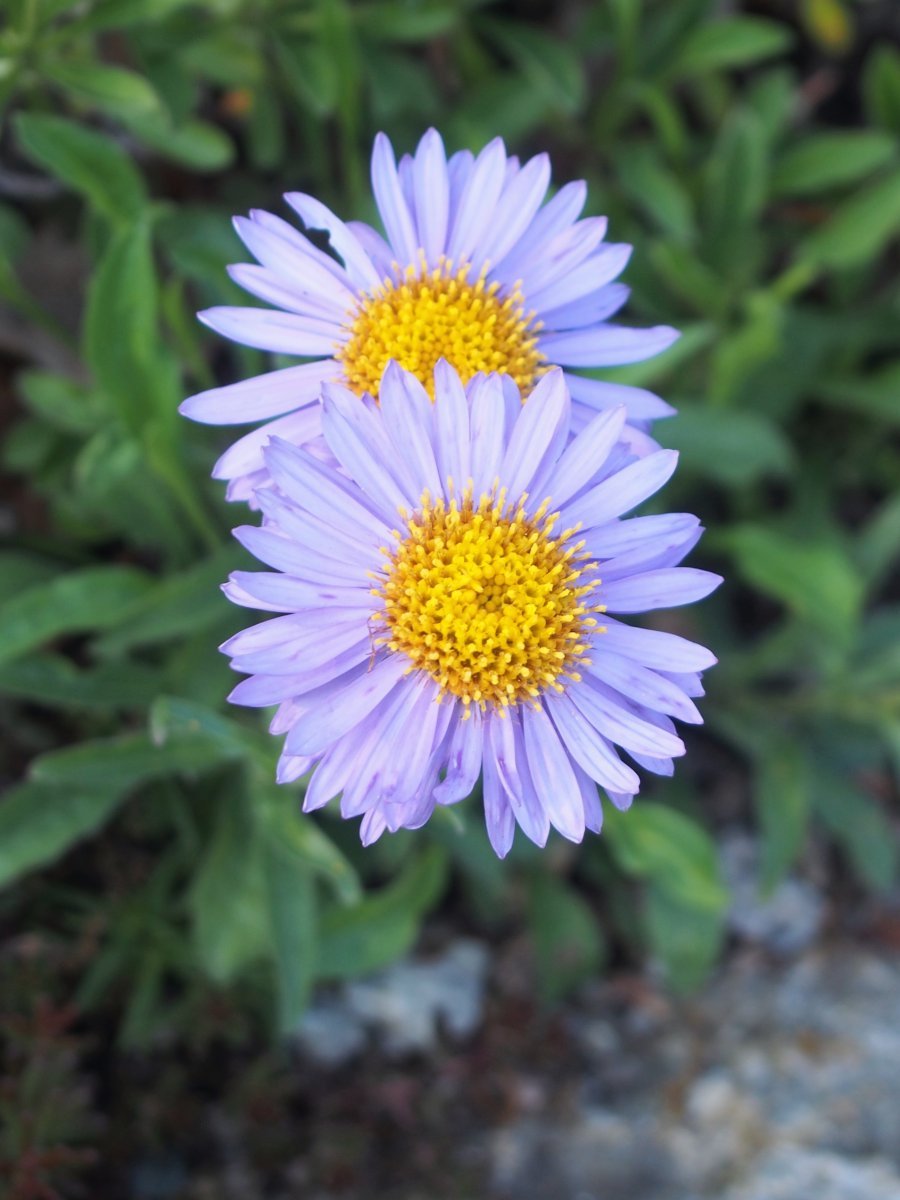 Астра альпийская Фиолетовая - фото 8