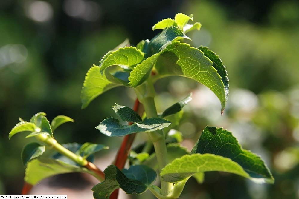 Гортензия черешковая - фото 4