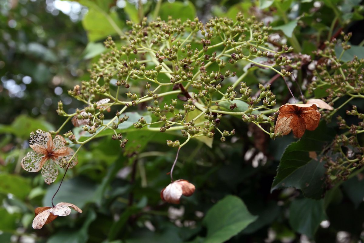 Гортензия черешковая - фото 5