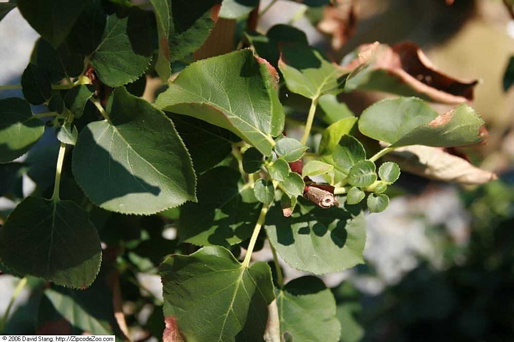 Гортензия черешковая - фото 3