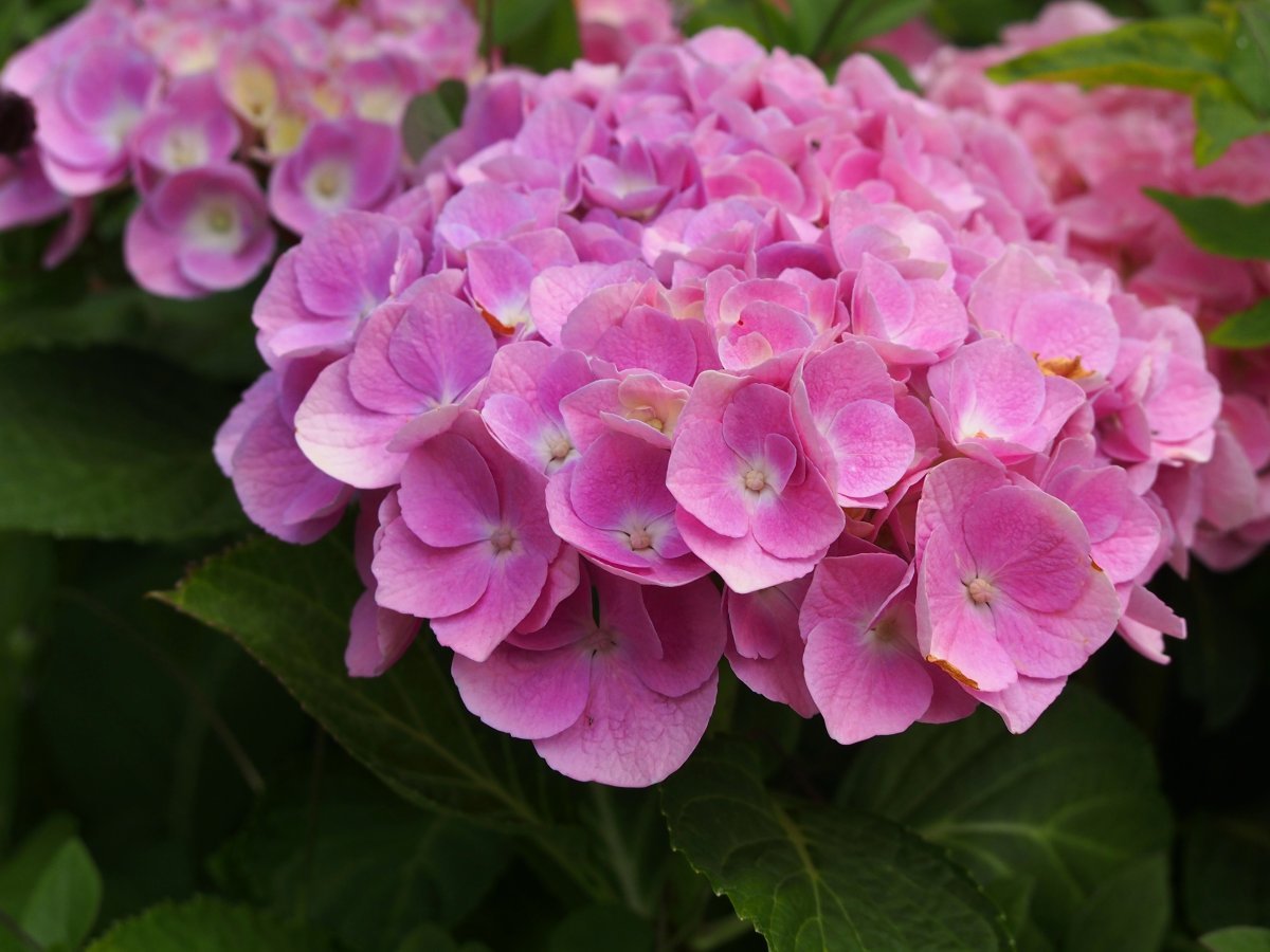 Гортензия Боденси крупнолистная - фото 2