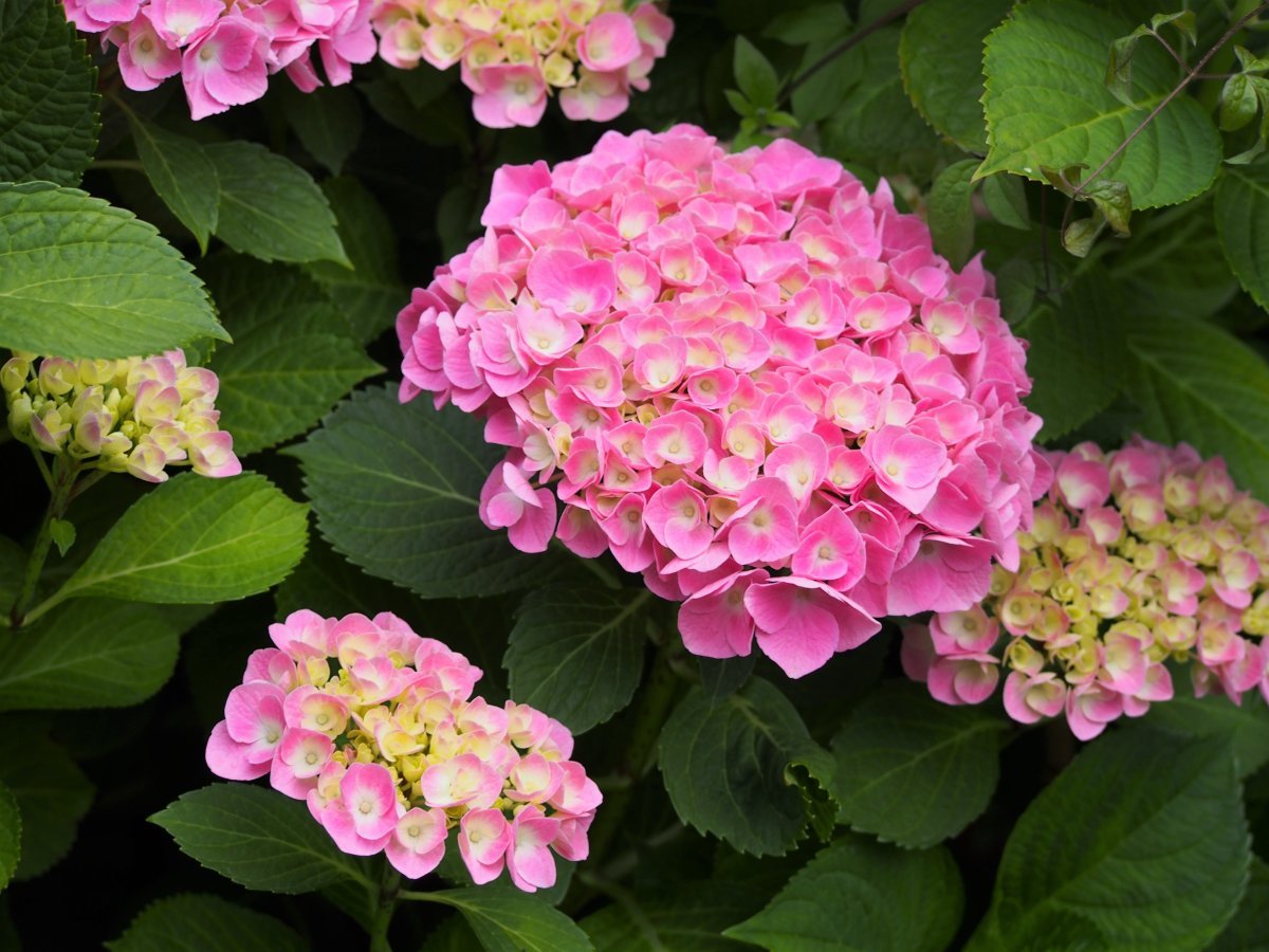 Гортензия Боденси крупнолистная