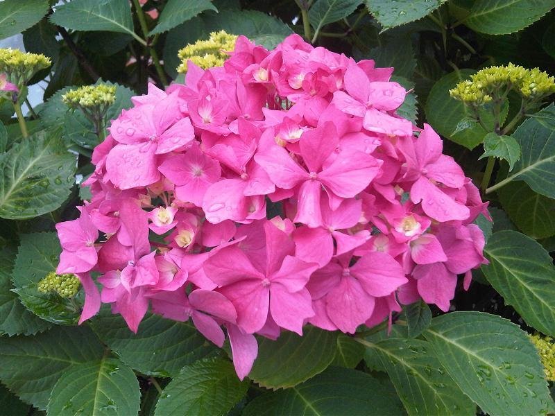 Гортензия Букет Роуз крупнолистная - фото 2