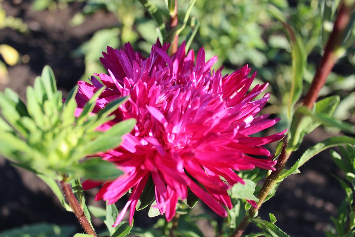 Астра коготковая Красная