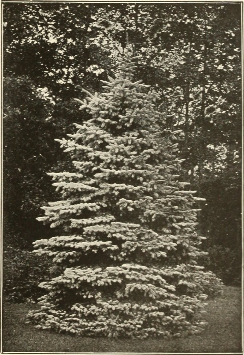 Ель колючая Глаука Глобоза