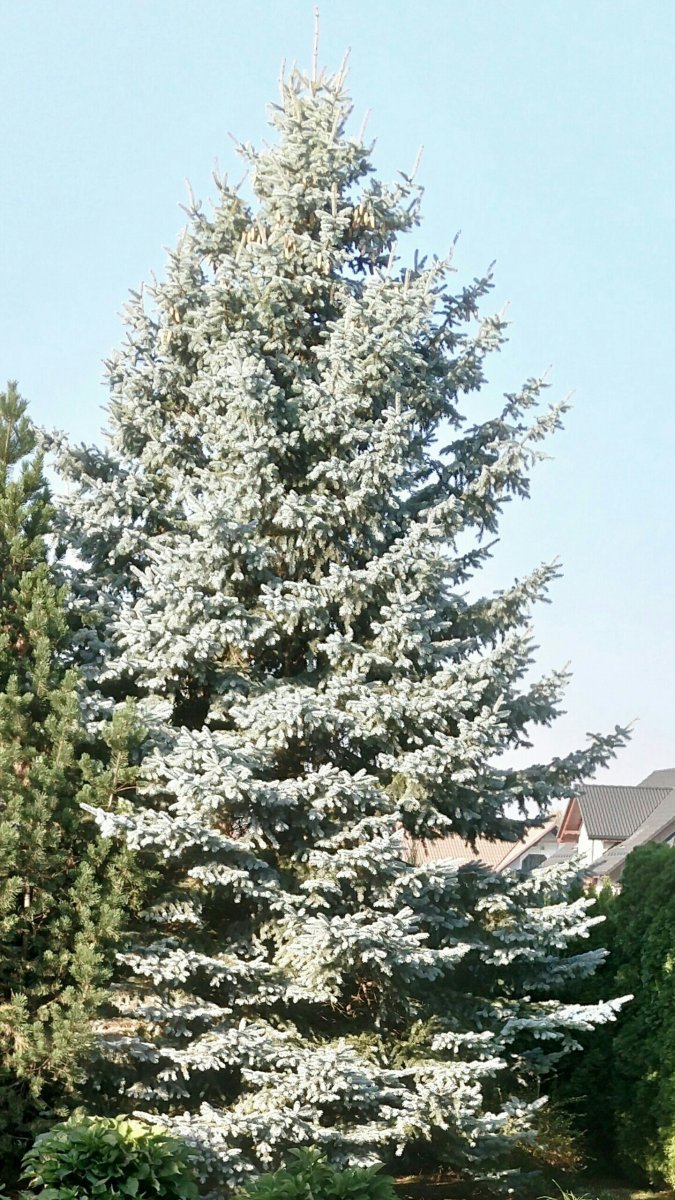 Ель колючая Глаука Глобоза - фото 7