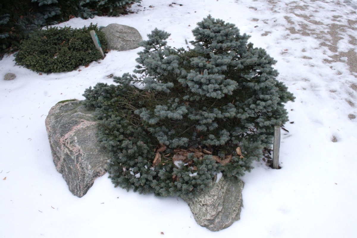 Ель колючая Глаука Глобоза - фото 3