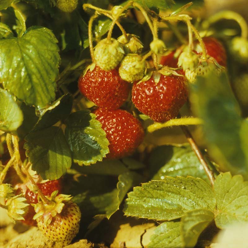 Земляника ремонтантная Белая душистая - фото 5