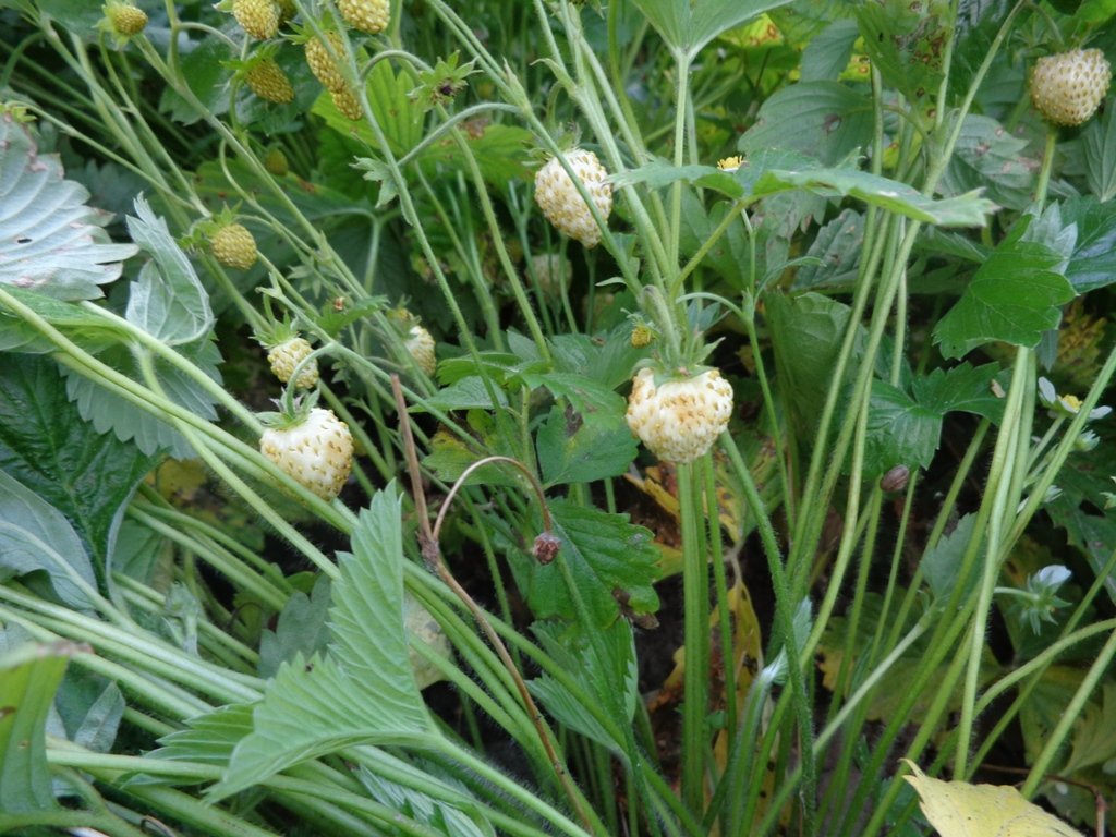 Земляника ремонтантная Белая душистая - фото 2