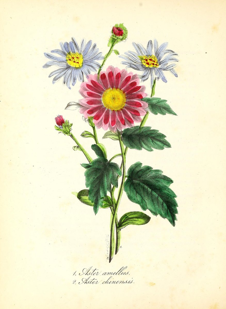 Астра низкорослая Контрастер Ред