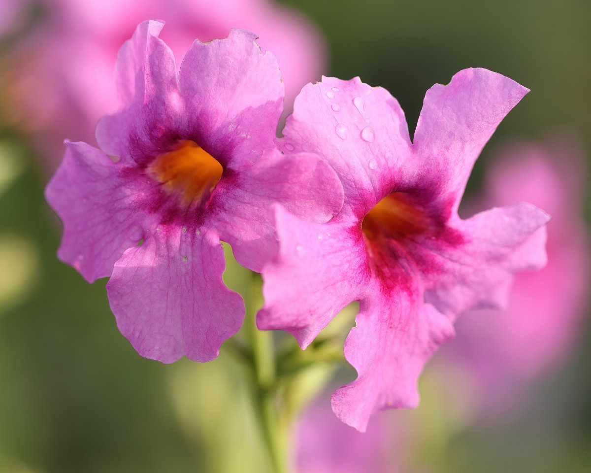 Инкарвиллея Делвея - фото 7